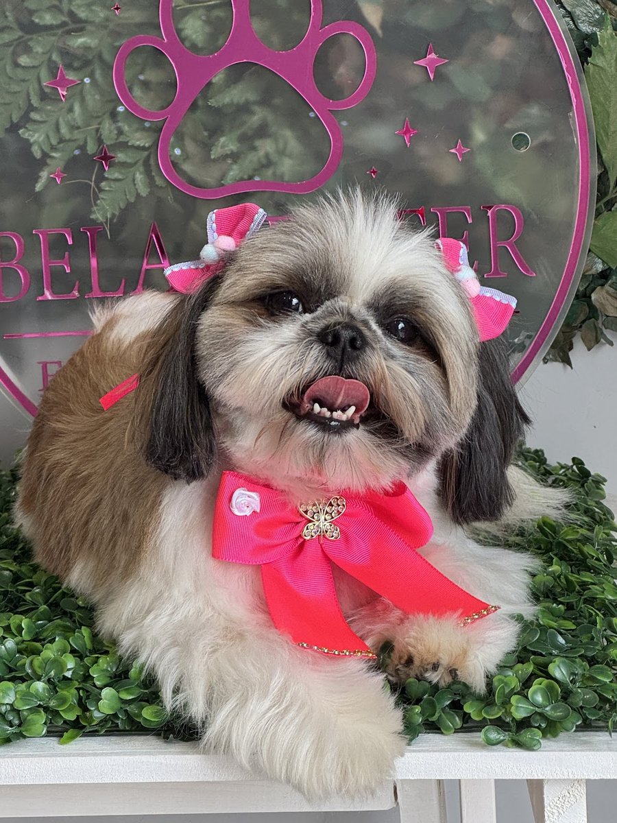 Cão Saudável estética Canina