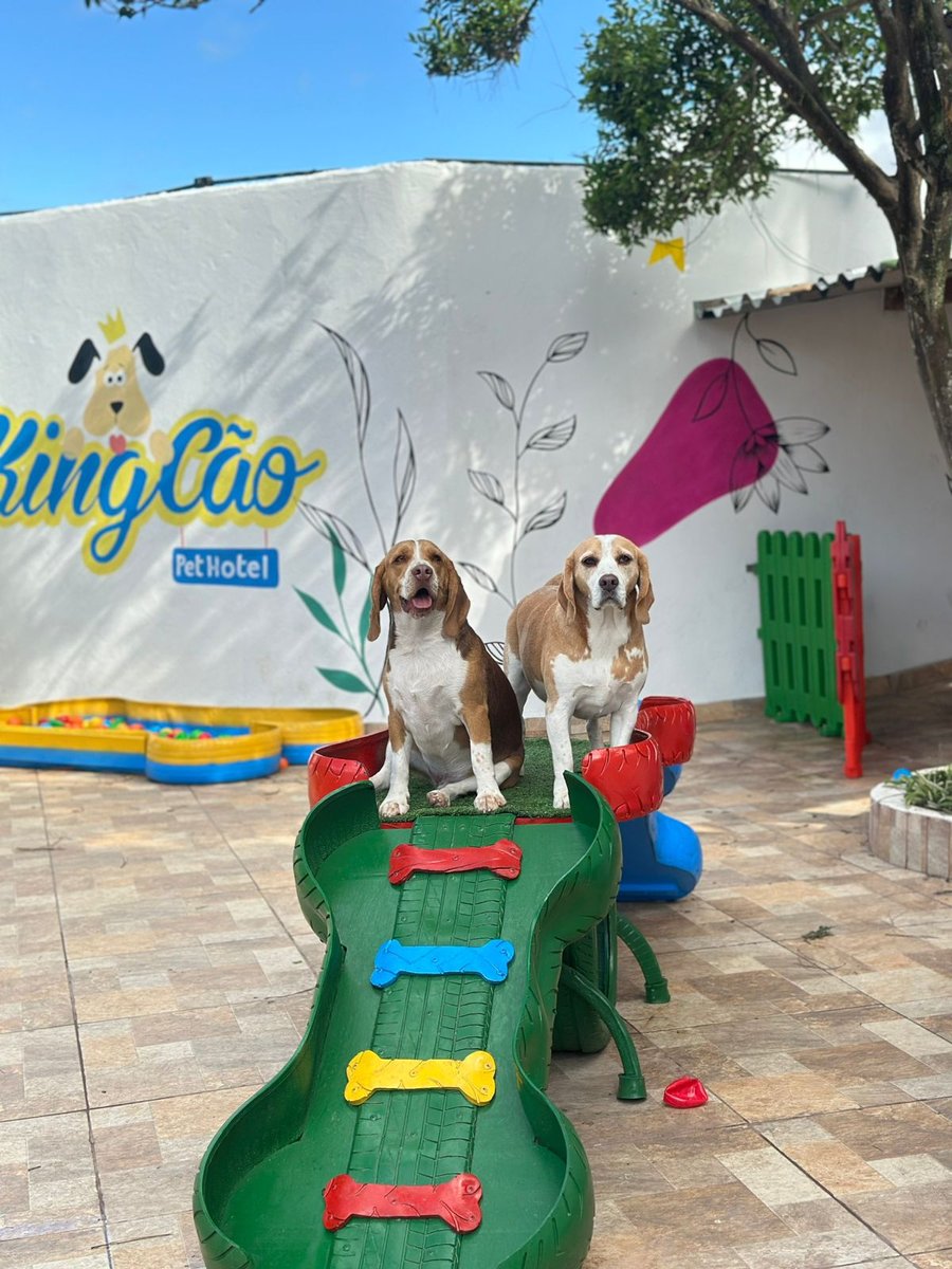 King Cão Pet Hotel