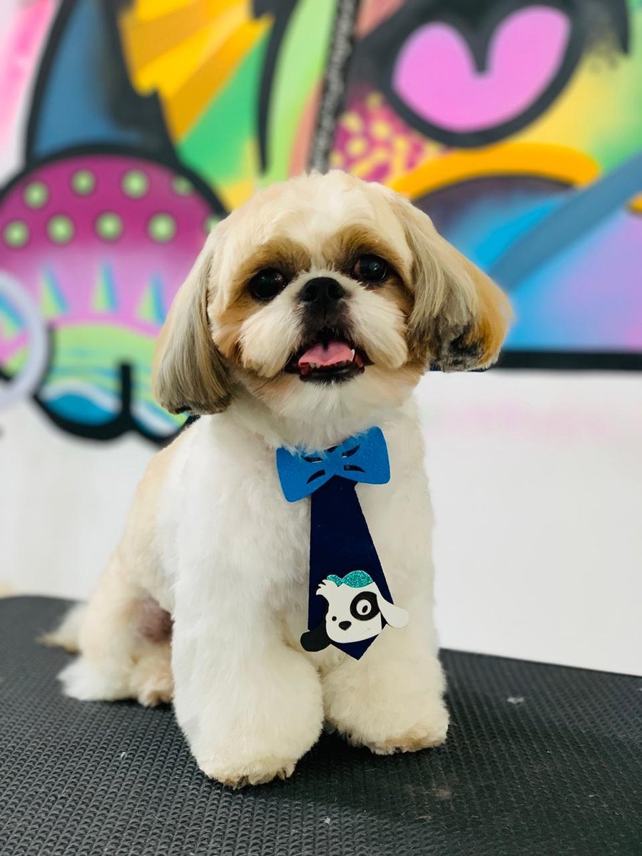 Pet Palooza Pet Shop & Estética Canina 