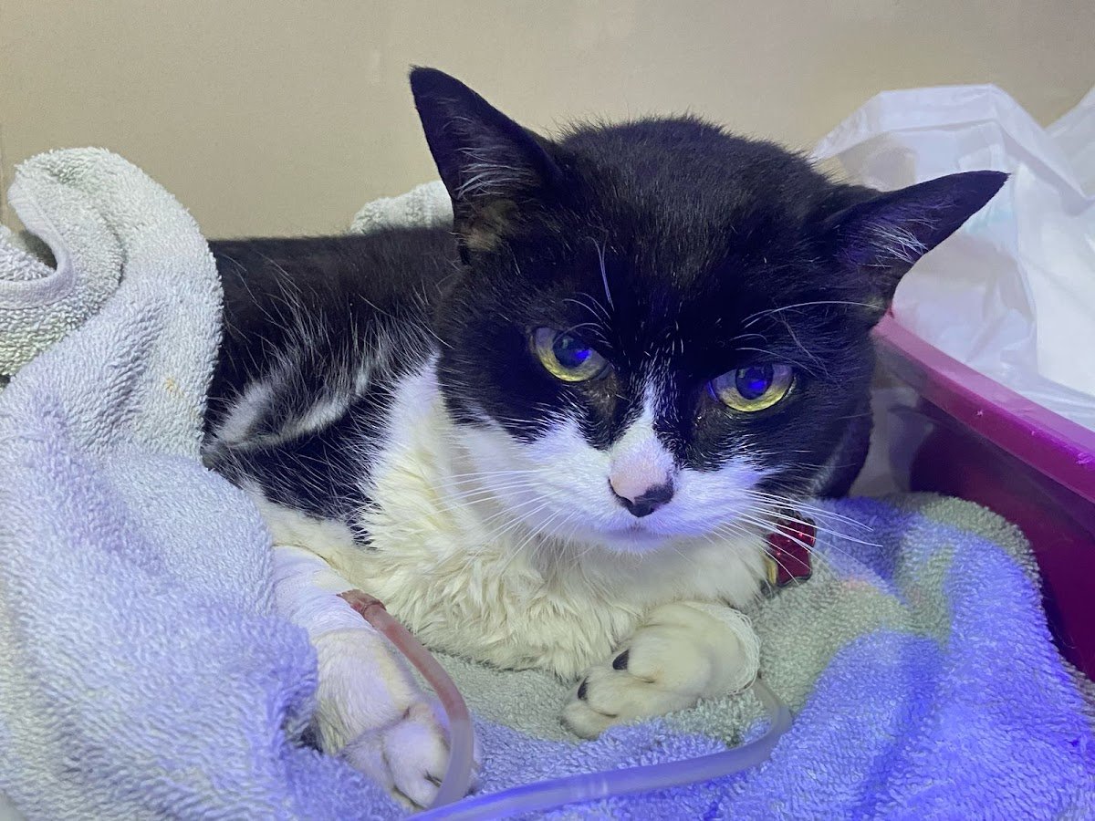 ATENDIMENTO MÉDICO ANIMAL 