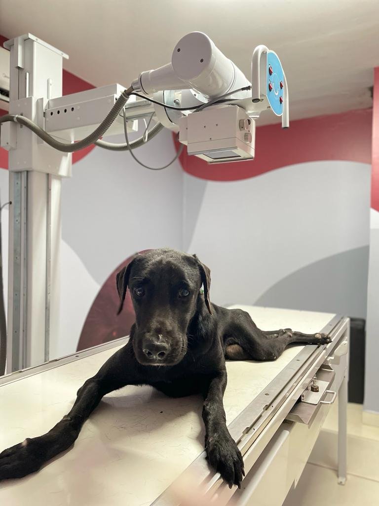 Laboratório São Camilo Veterinária