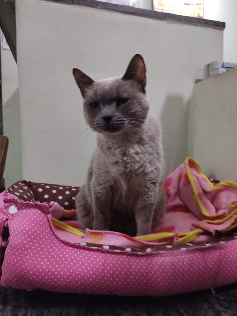 Nylla Amabile Corsato