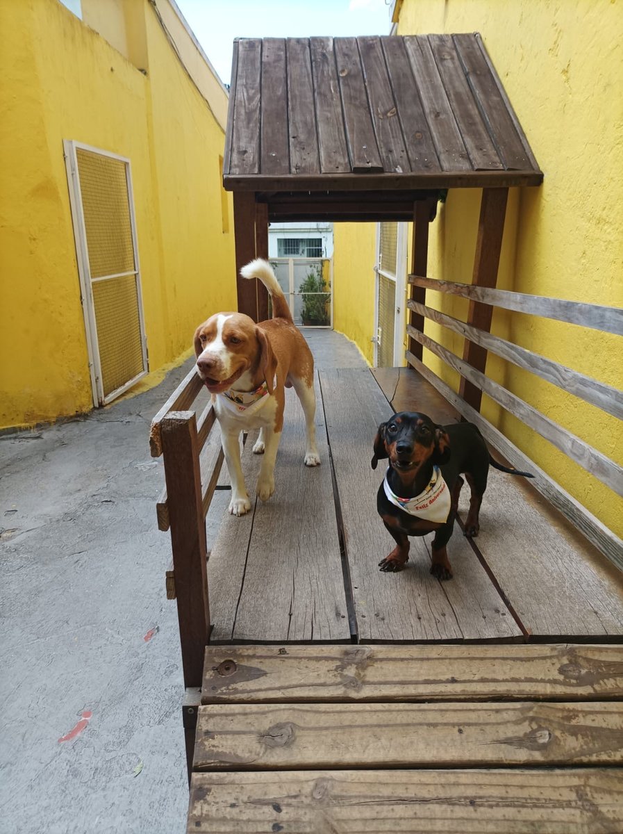 Pet Vibe Banho e Diversão