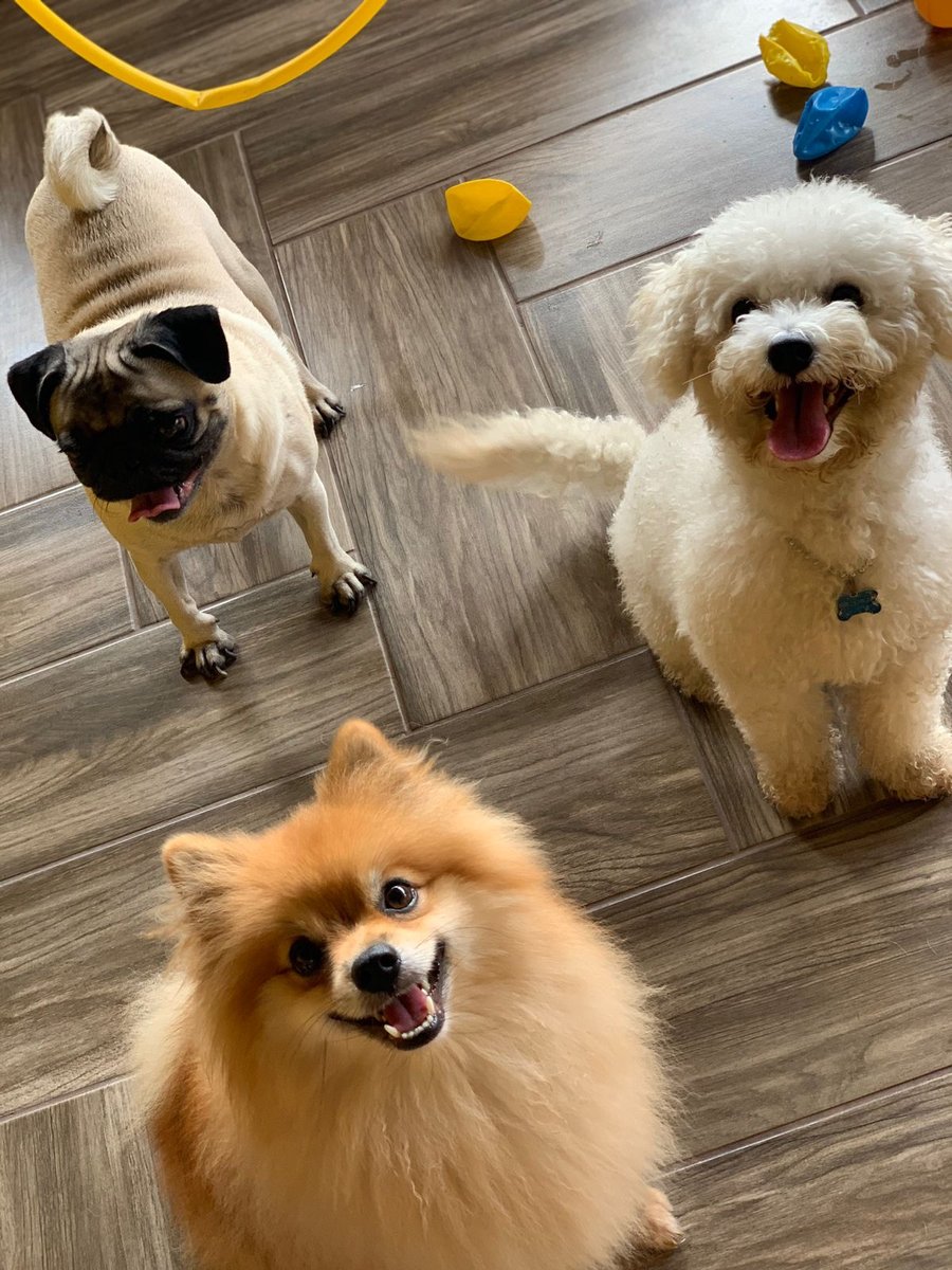 Hotel para cães: Pet Dog