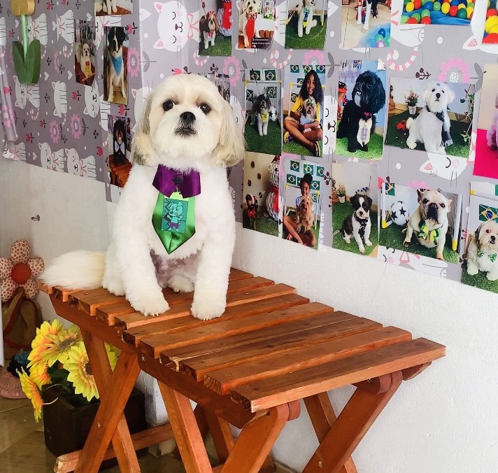 Shampoo1 Banho & Tosa