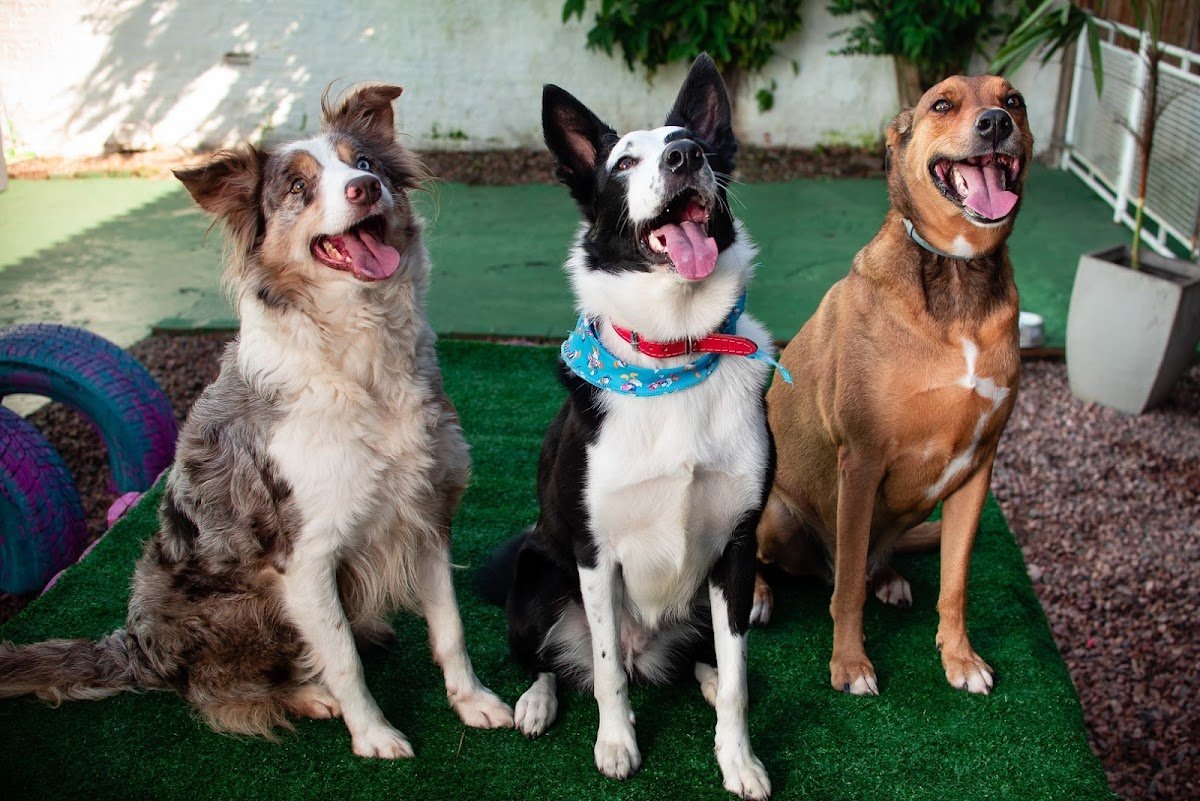 PROBLEMAS DE COMPORTAMENTO EM CÃES E GATOS 