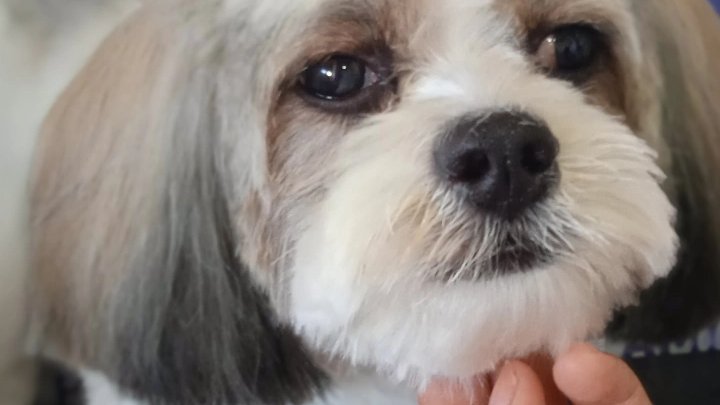 Amigo Pet Estética Animal