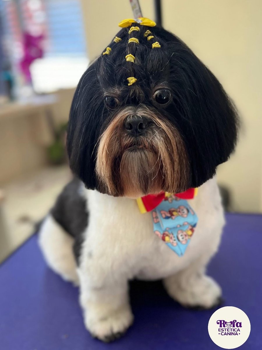 Rafa Estética Canina 