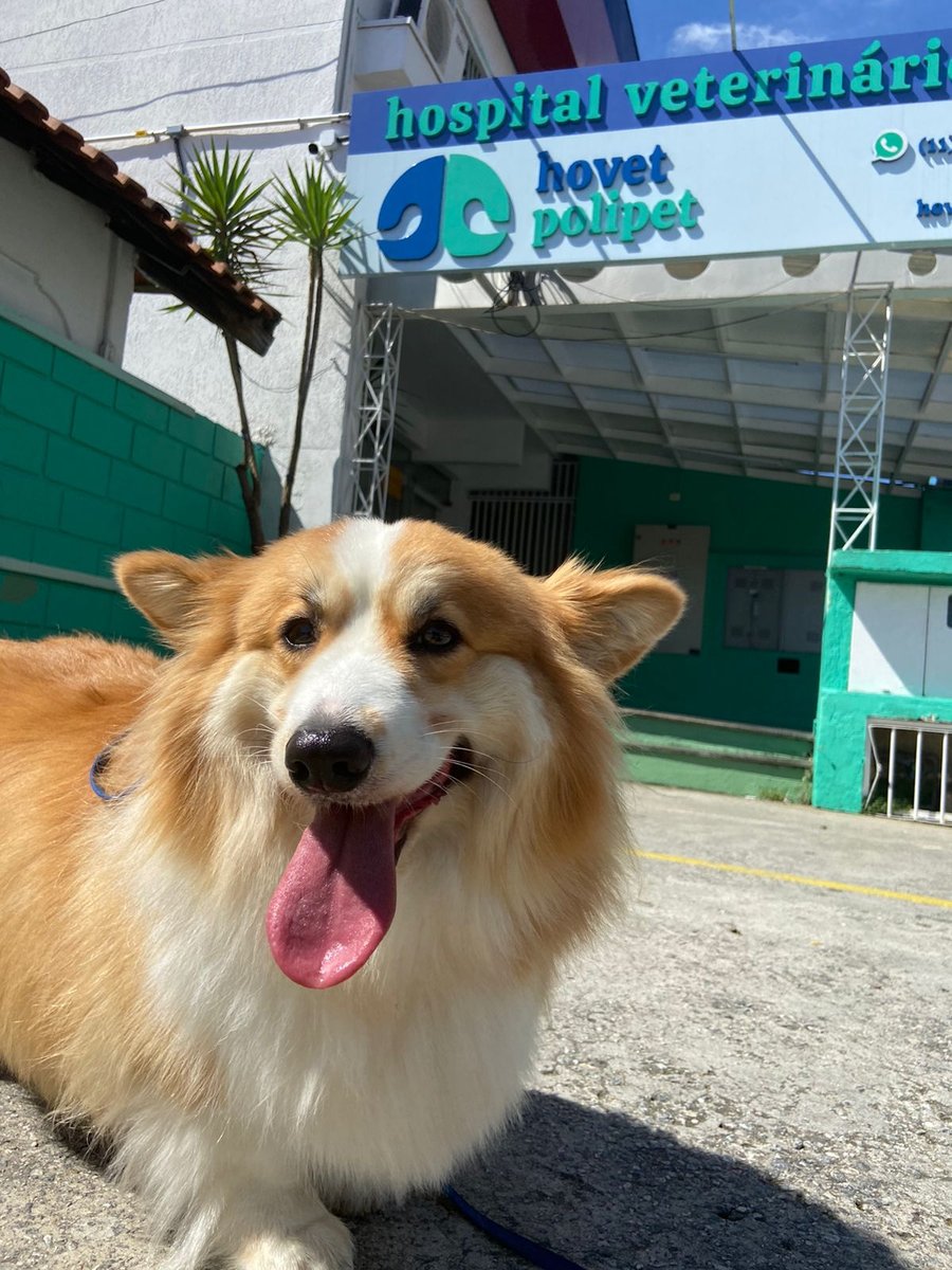 Clinica Veterinária RPT