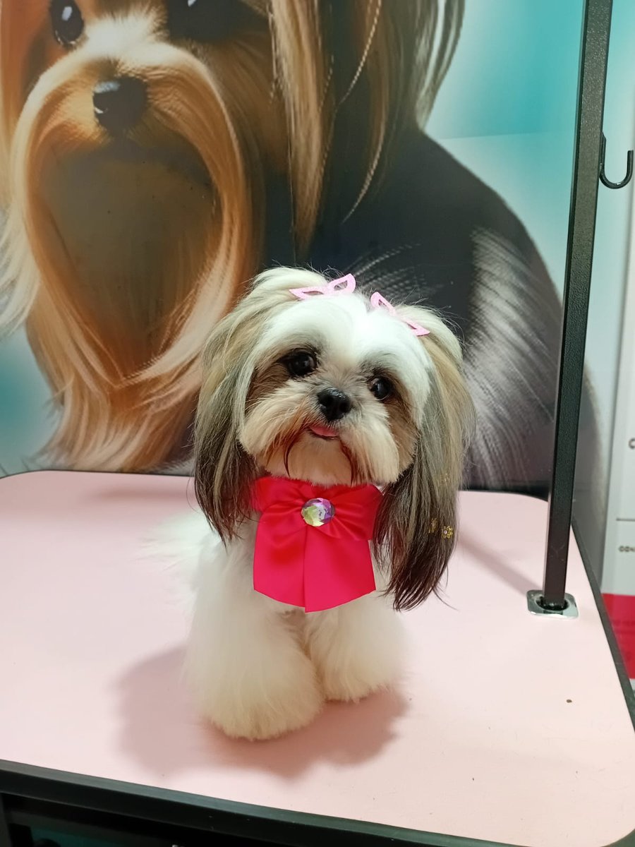 Pet shop Brilho Canino