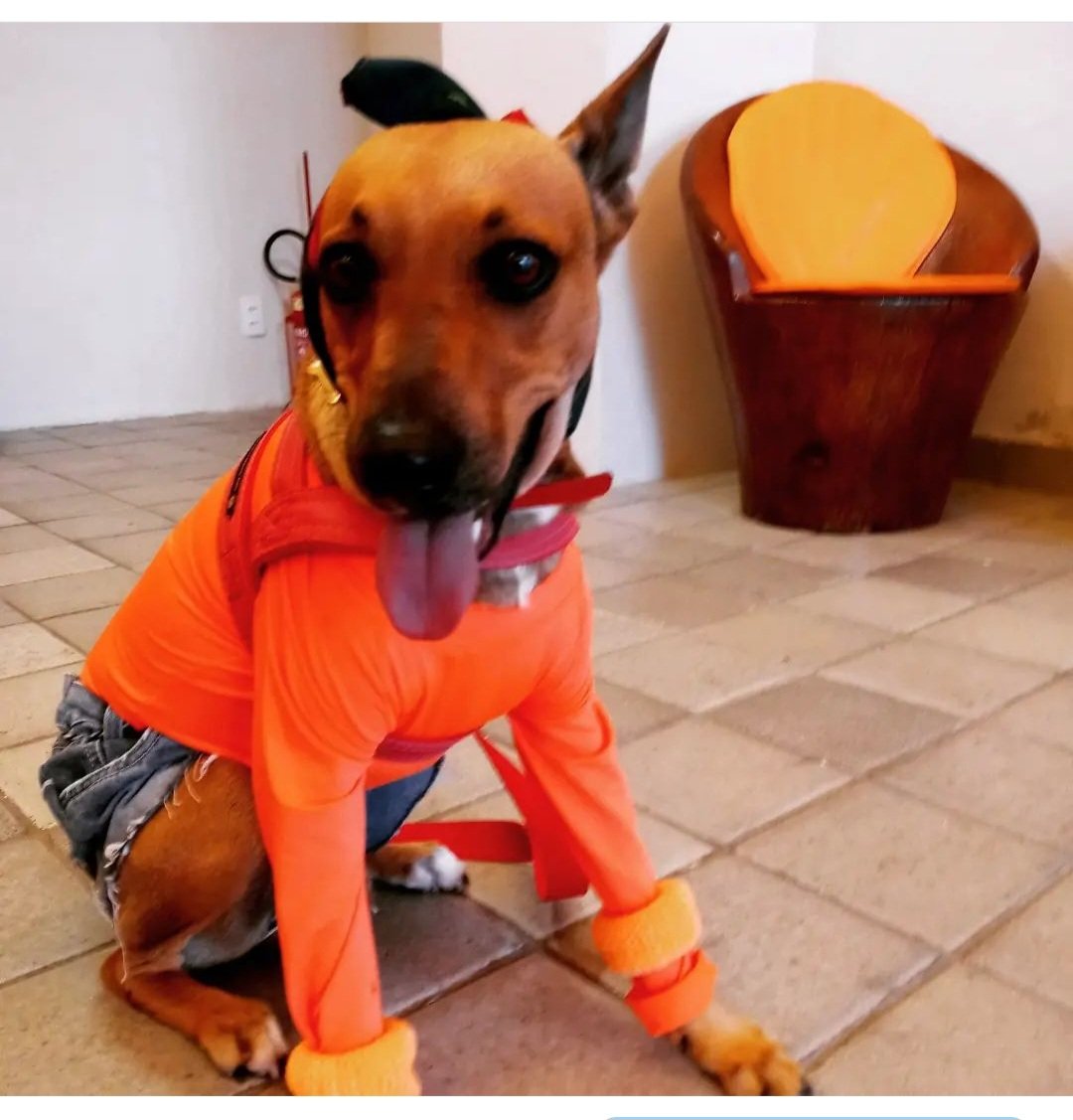 Clínica Veterinária Baobá