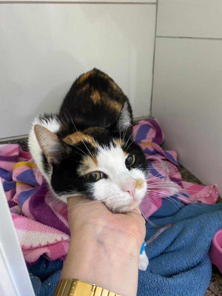 Hospital Veterinário iPet 24h - Forquilhinhas 