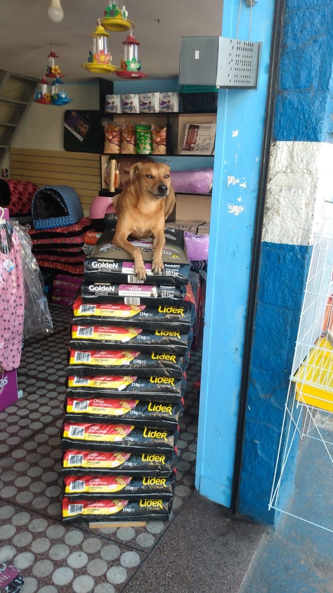 Pet Shop Vida Animal