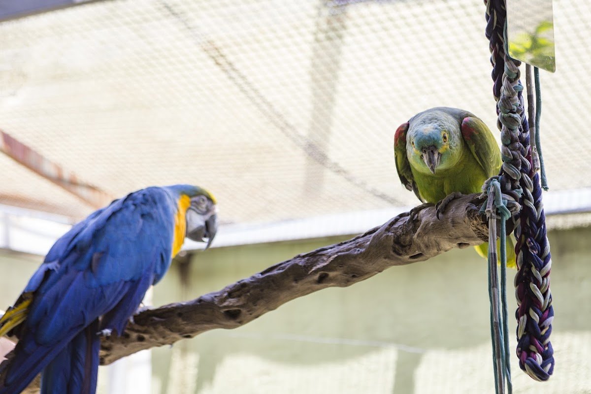 Veterinária Wild & Exótic 