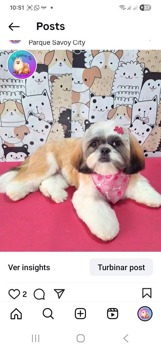 Banho a Tosa Lisa Rações