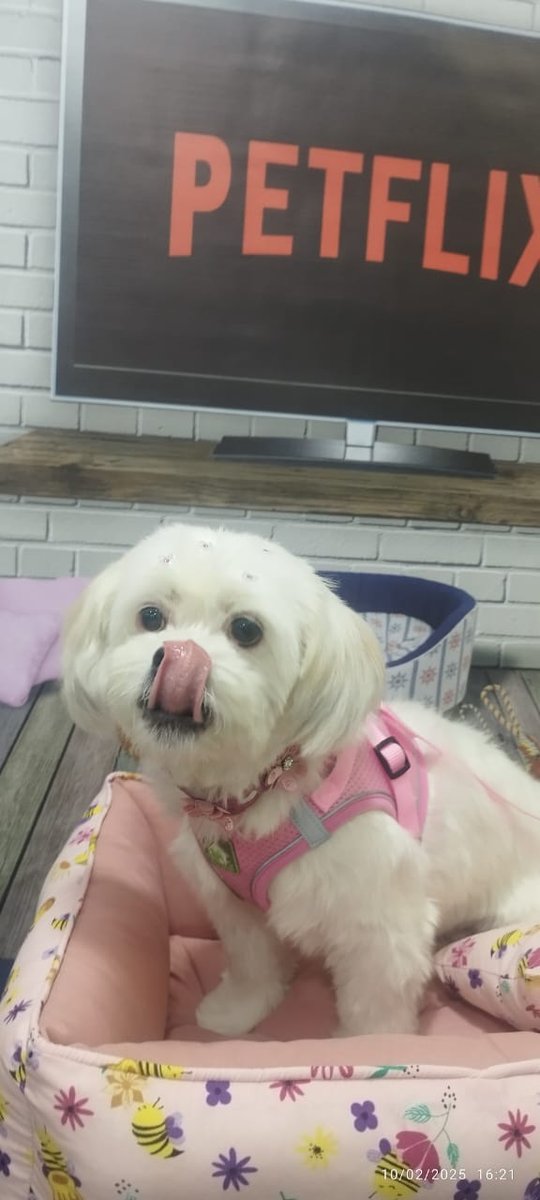 Pet Shop Tucuruvi - Pets Fun Store