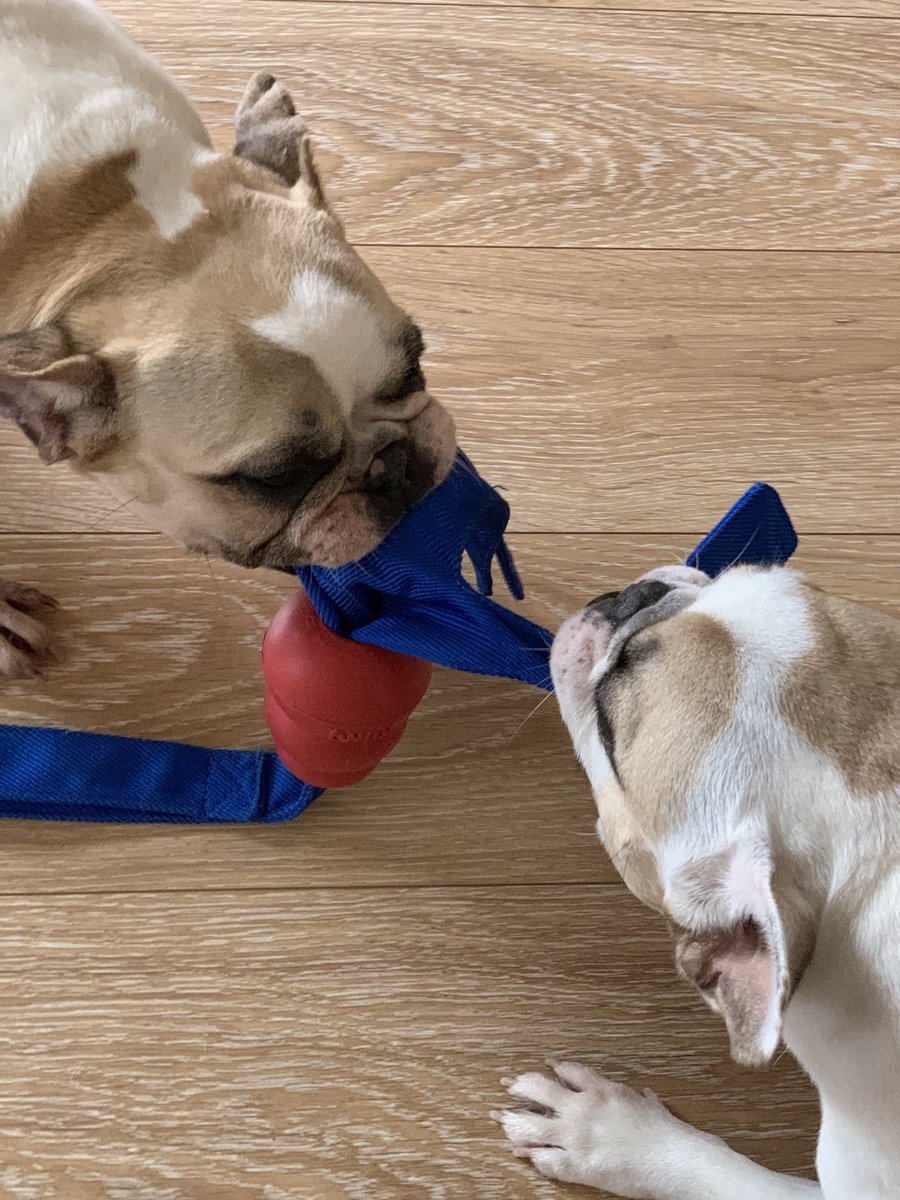 Dogopets - A loja positiva do seu pet