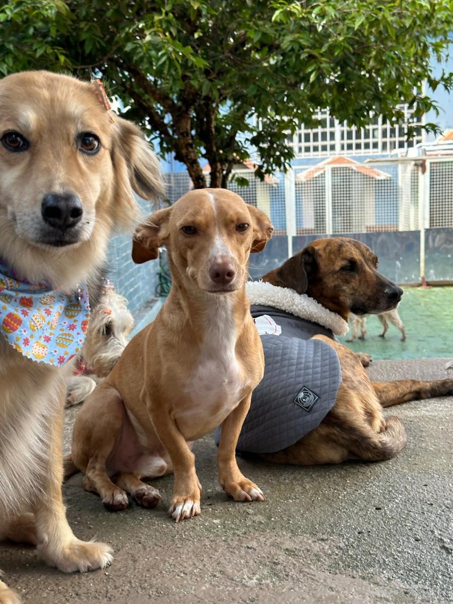 PET PARQUE ACLIMAÇÃO