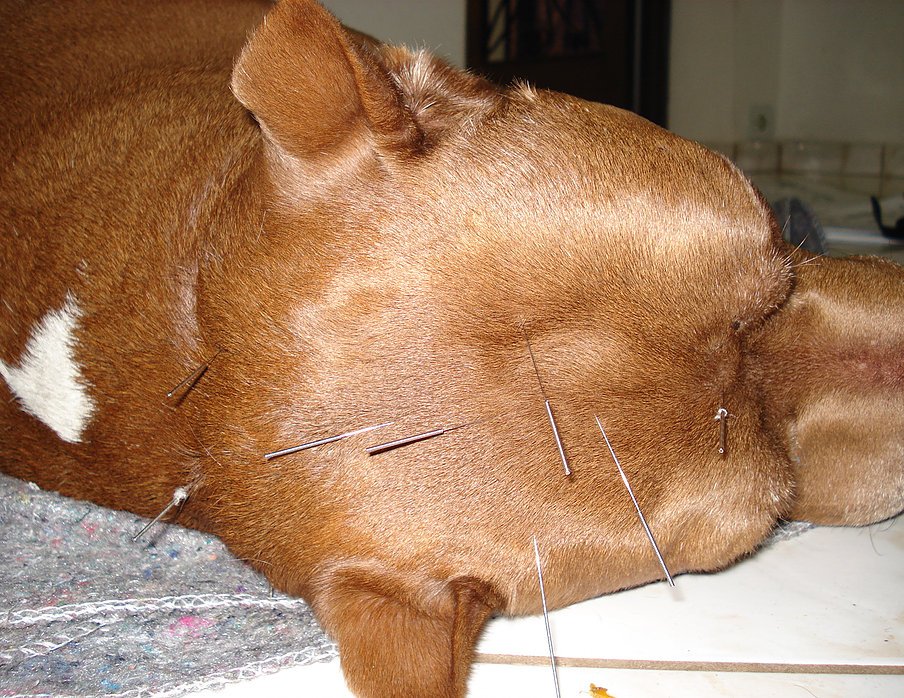 Animacão Pet Shop - Loja 2