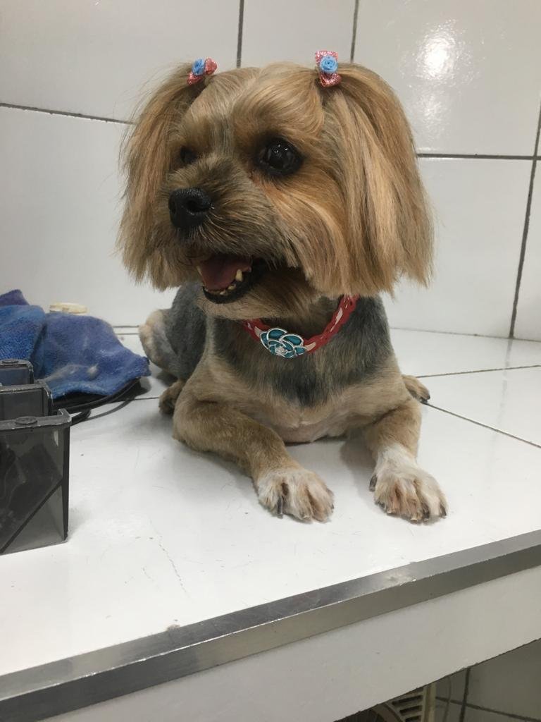 Pet Shop Bolinha de Sabão