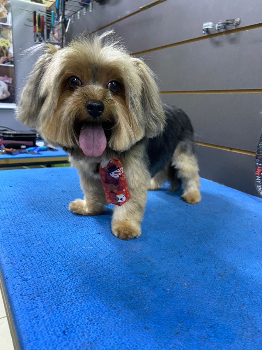 PET SHOP Curso de Banho e Tosa - Unipet Anhangabaú