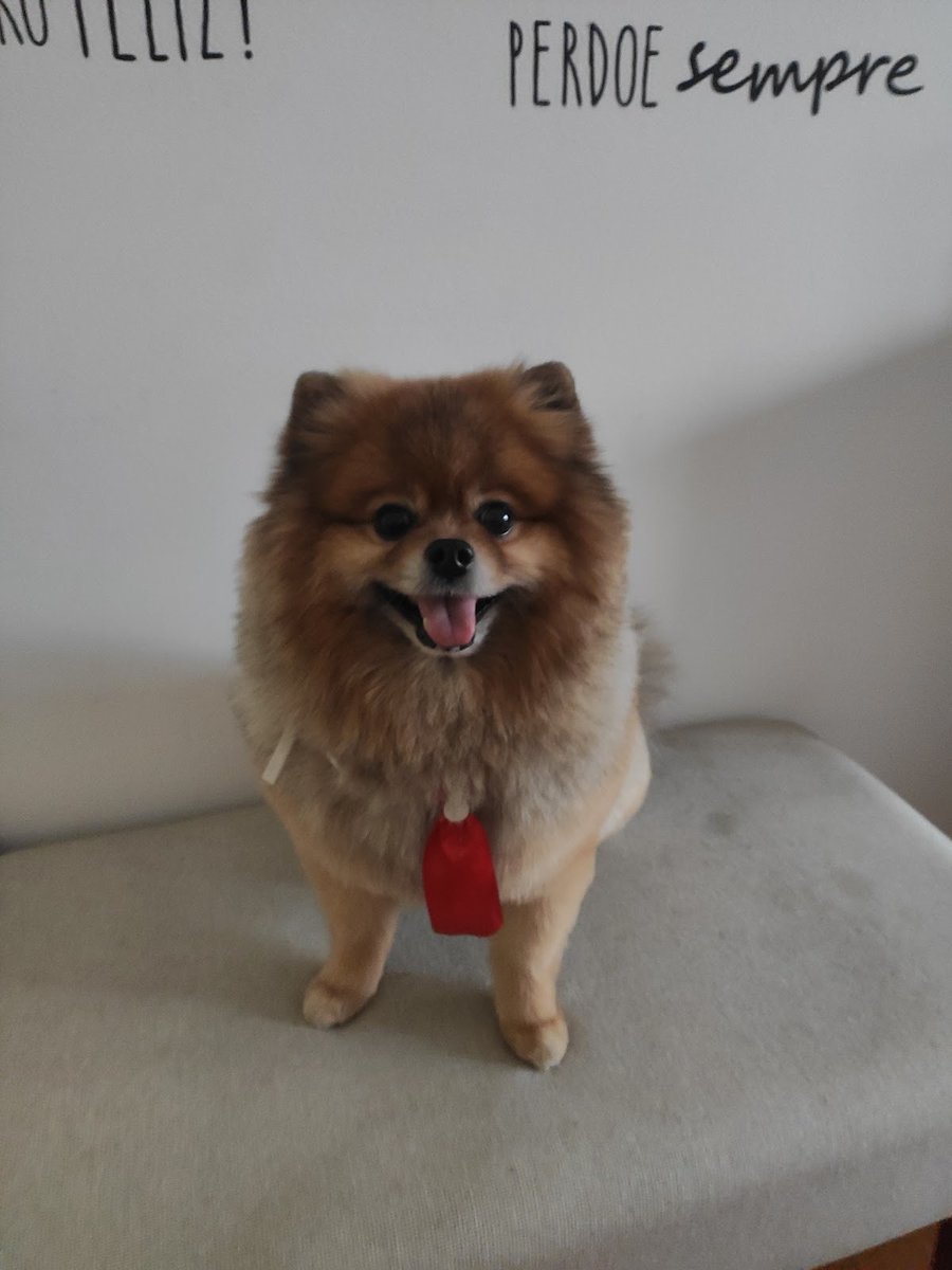 São Paulo Fashion Dog