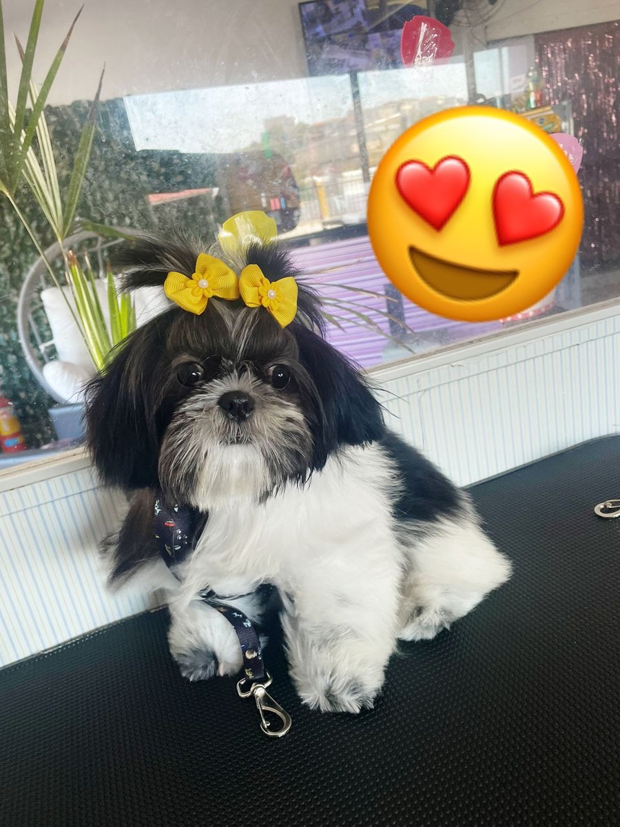 Cantinho Pet´s (Avenida Aricanduva)