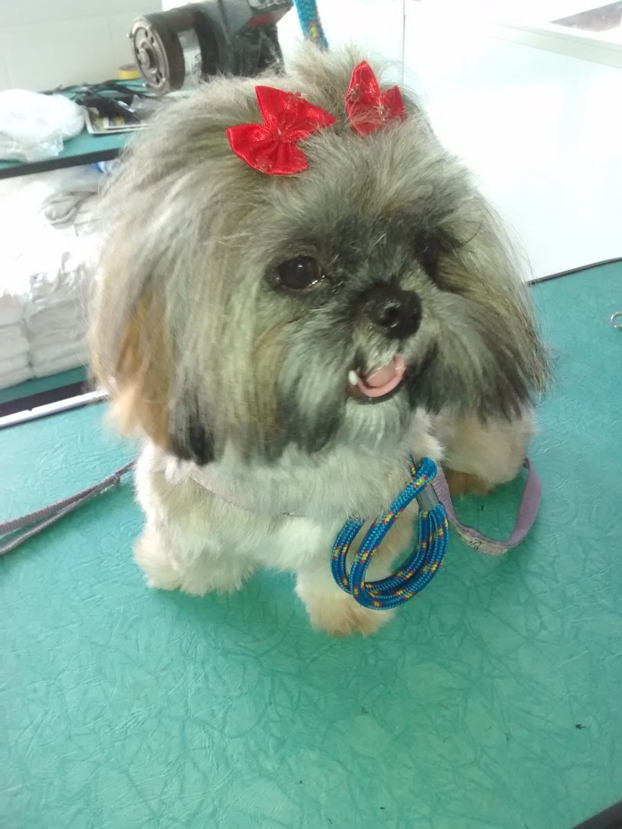 DG PreventPet - Unidade Artur Alvim