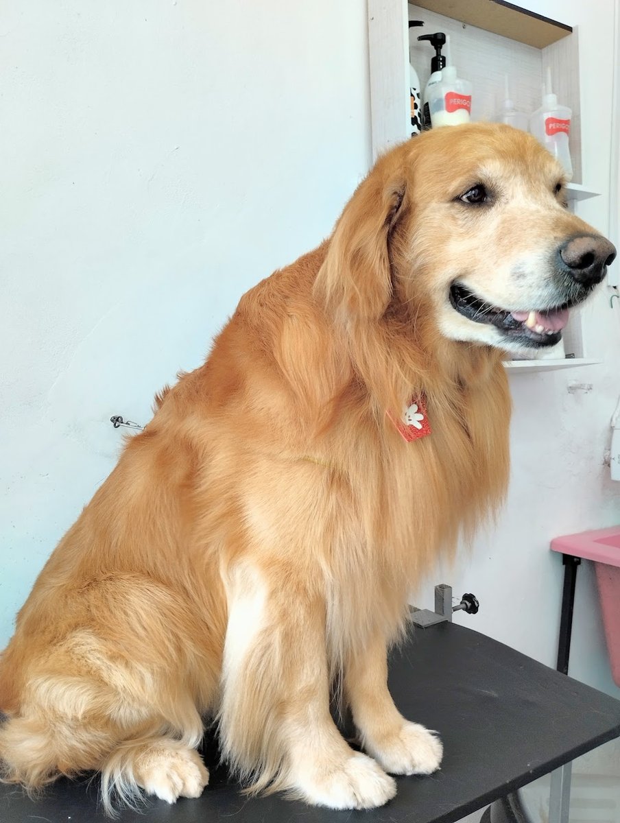 Ostenta Cão estética animal