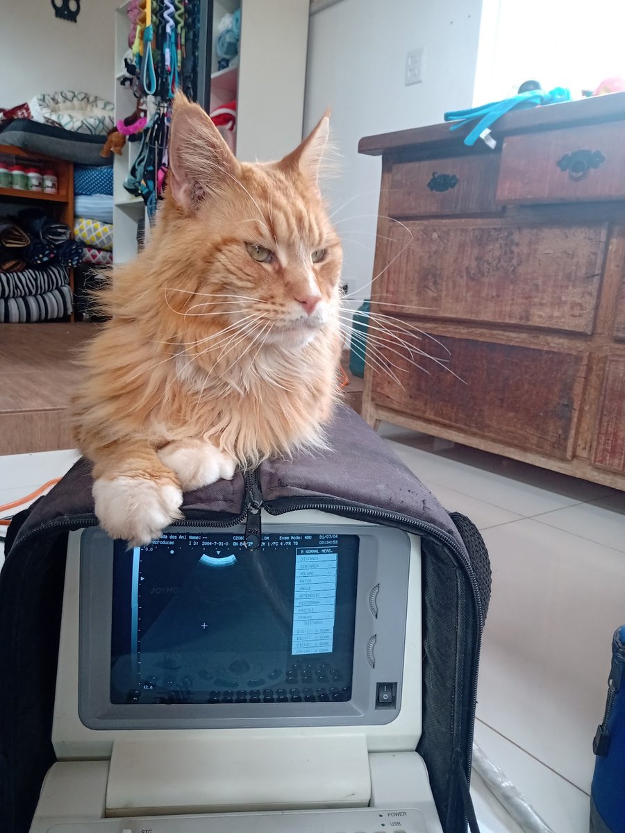 Clinica Veterinária Morada dos Animais