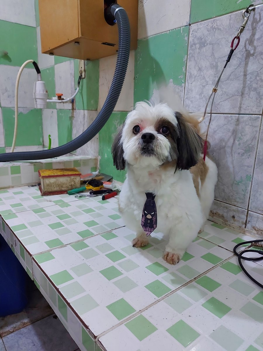 Banho e Tosa Entre Patas e Pêlos