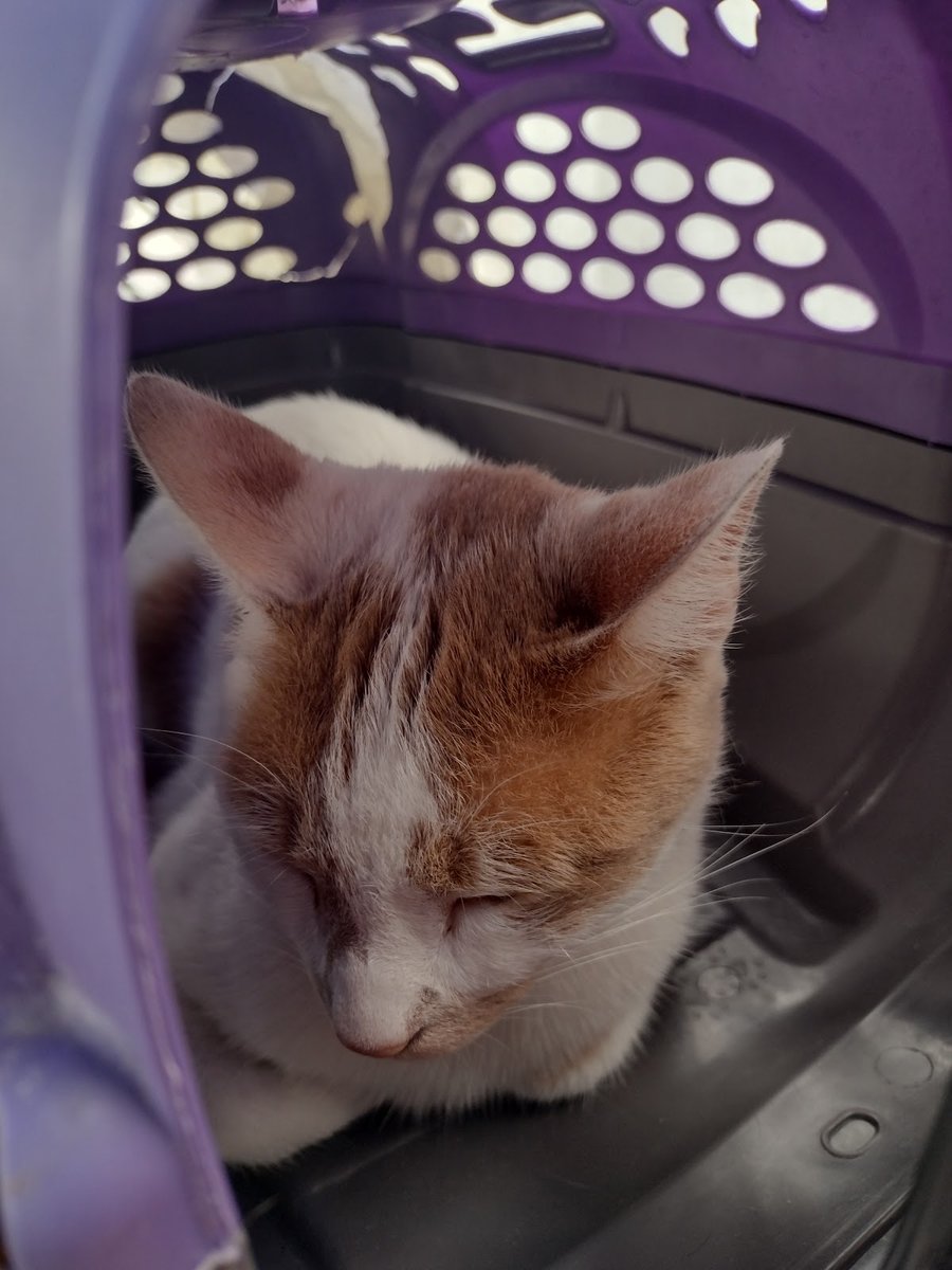 Pet Butantã Clínica Médica Veterinária