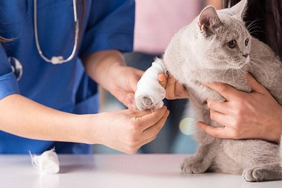 Evolução Pet Equipamentos Veterinários