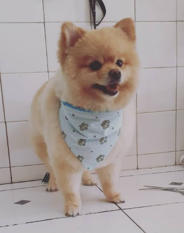 Pet Shop Das Meninas