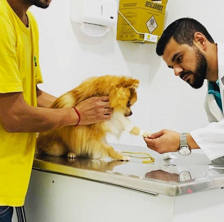 Bicho solto Estética canina e felina