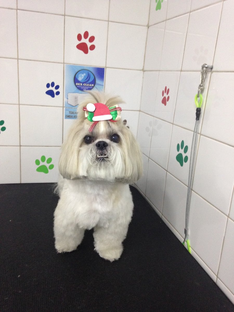 Clínica Veterinária Bichuchu