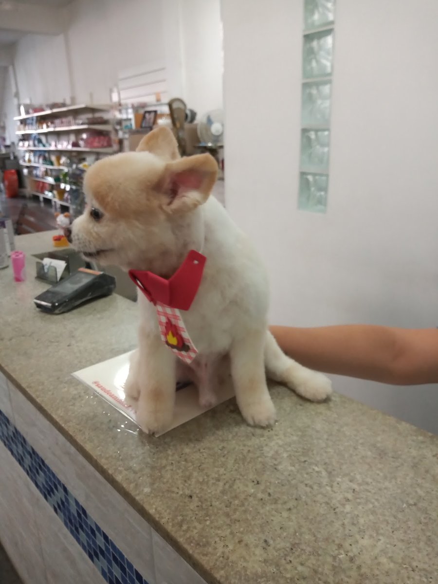 Centro Veterinário Saúde Animal