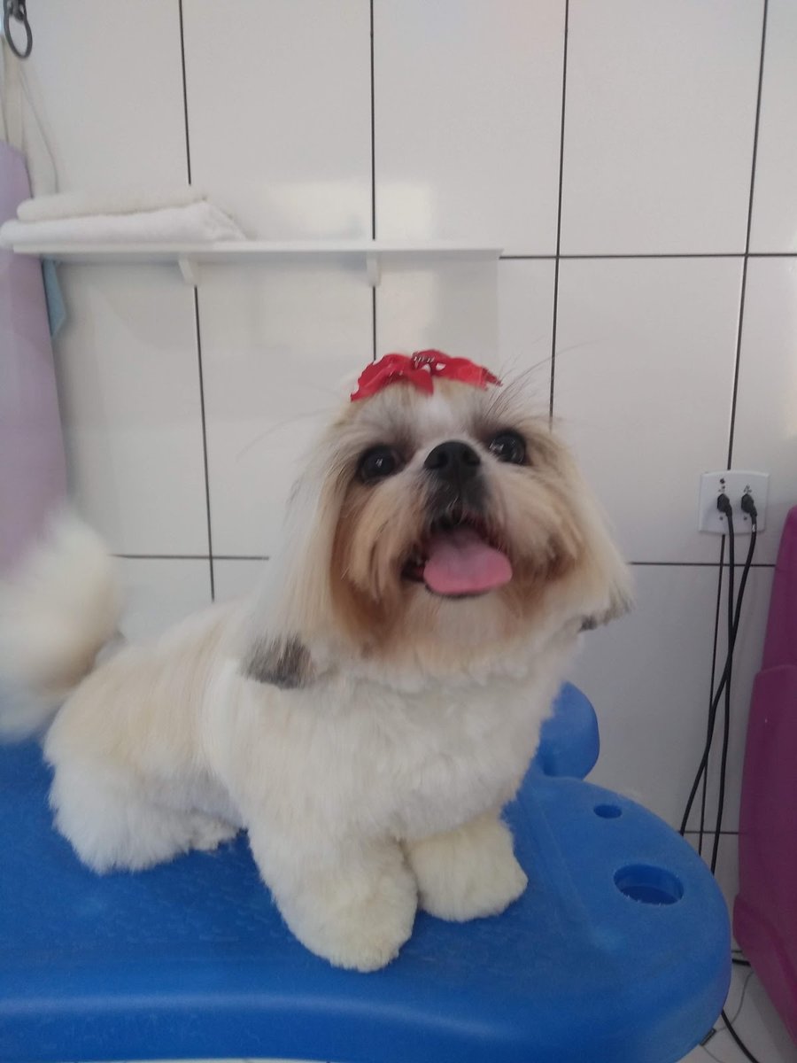 Kelly - Banho e Tosa