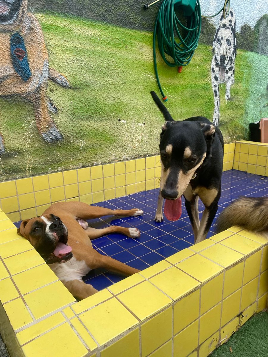 Pet na Pele - Unid. Chácara Sto. Antônio