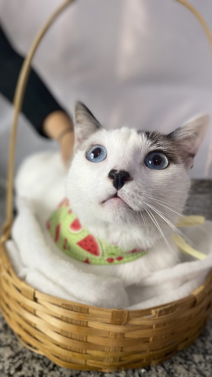 Pet Gree - Shopping Pet