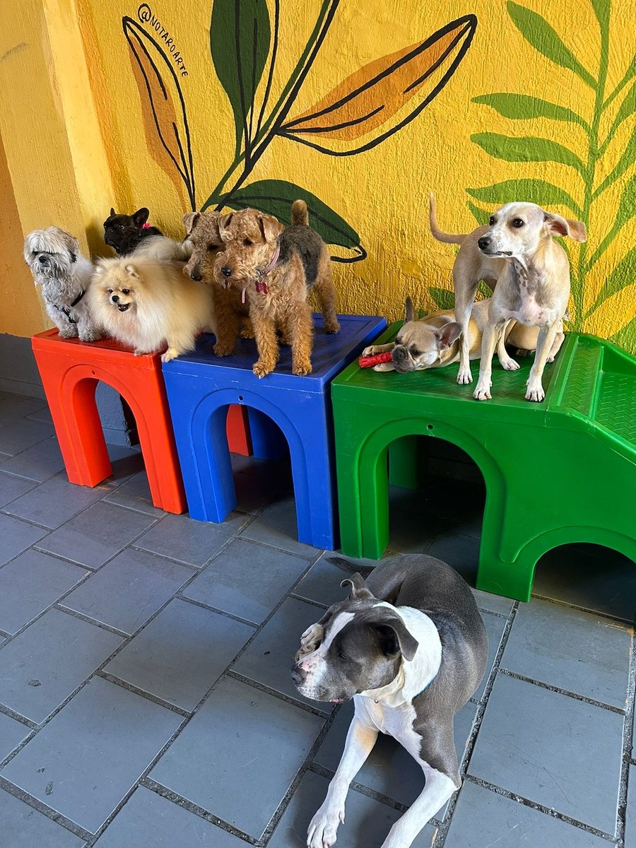 Staypet Creche Canina