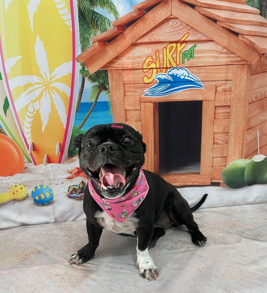 Pet Chique Banho e Tosa / Casa de Ração Amor Animal