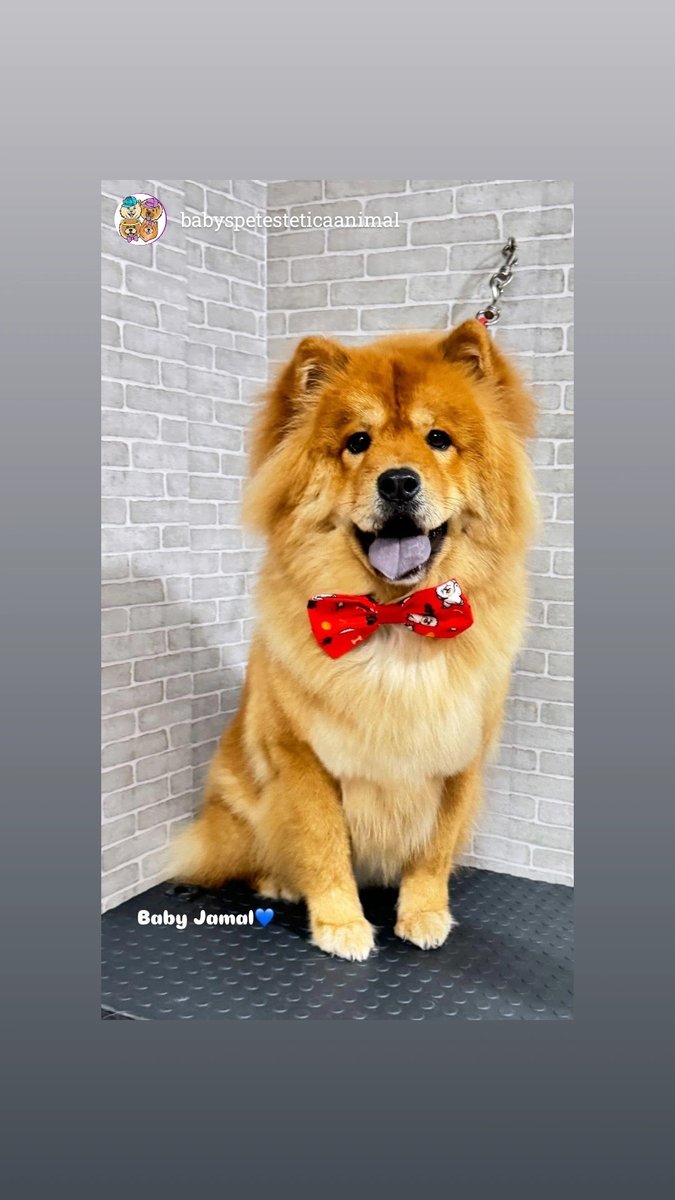 Babys Pet Estética Animal