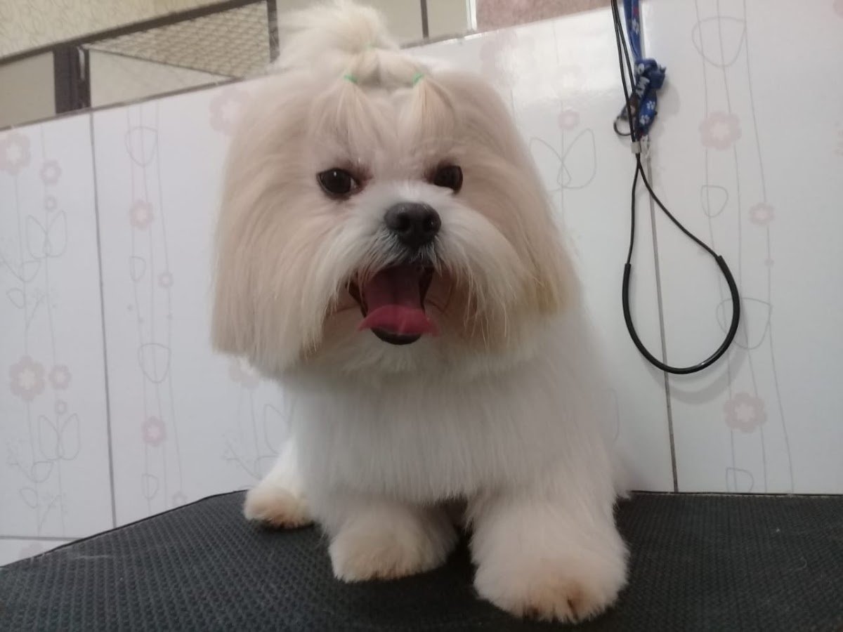 S2 Divertidamente Pet Shop e Consultório Veterinário