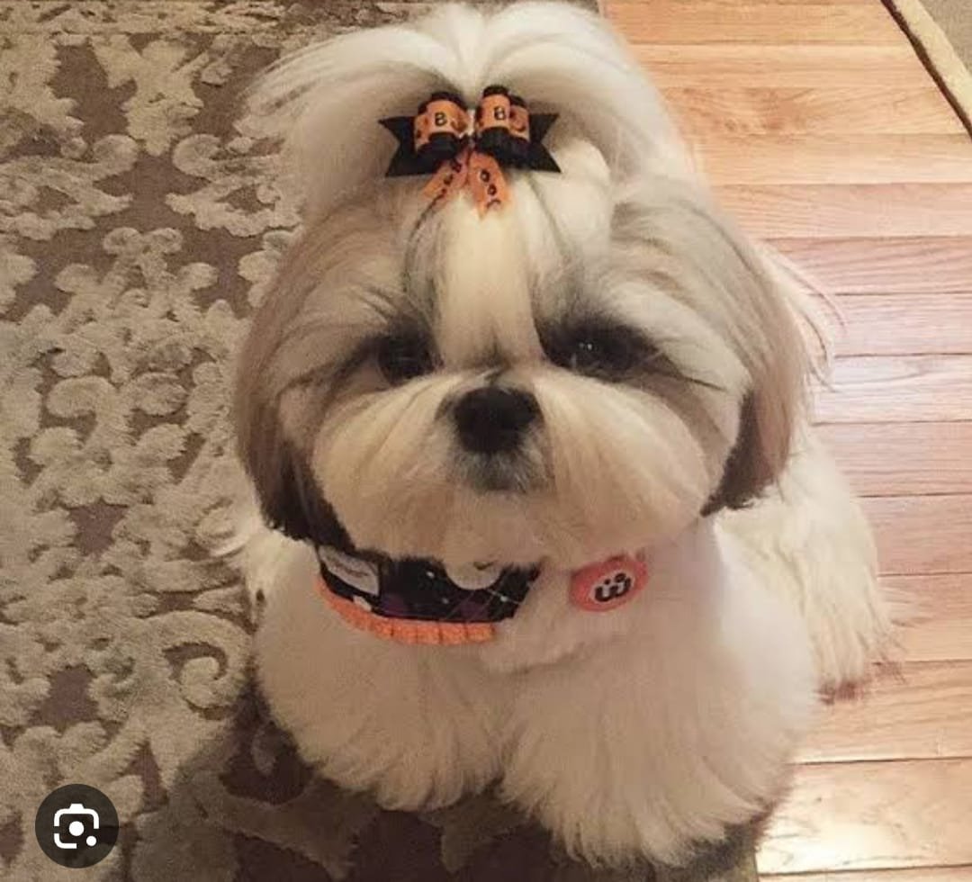 Meu Filho de 4 Patas