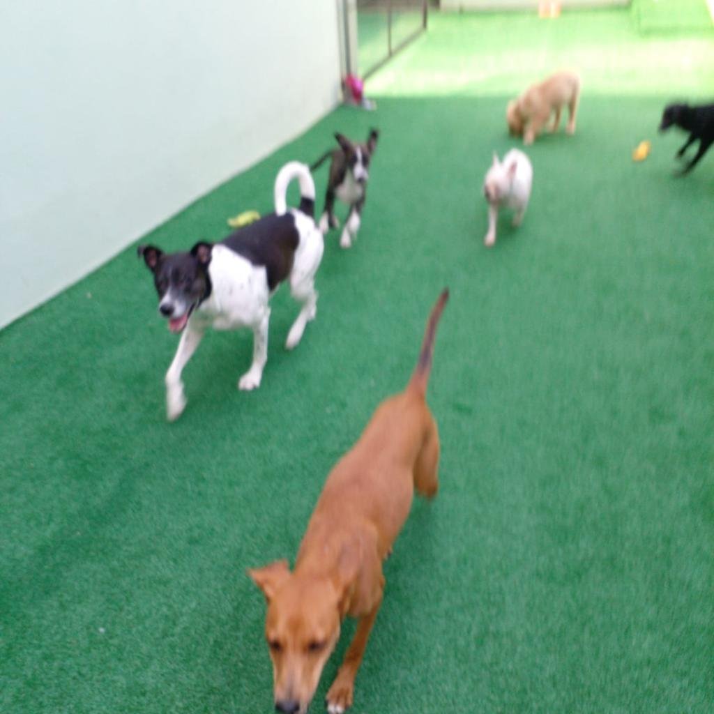 Creche e Hotel para Cachorro - Meego Petcenter - Village Panamby