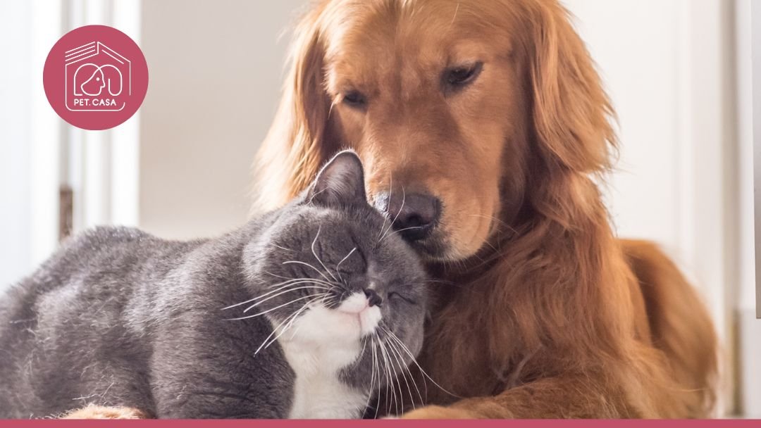 PET CASA | Clínica Veterinária e Pet Shop no Morumbi