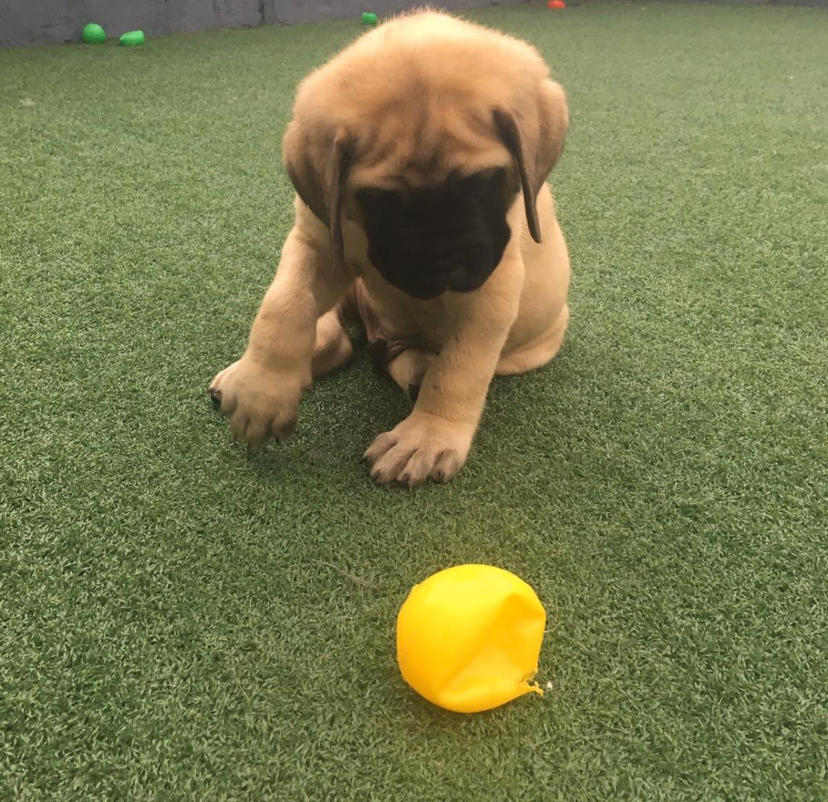 Onvet - Centro Médico Veterinário