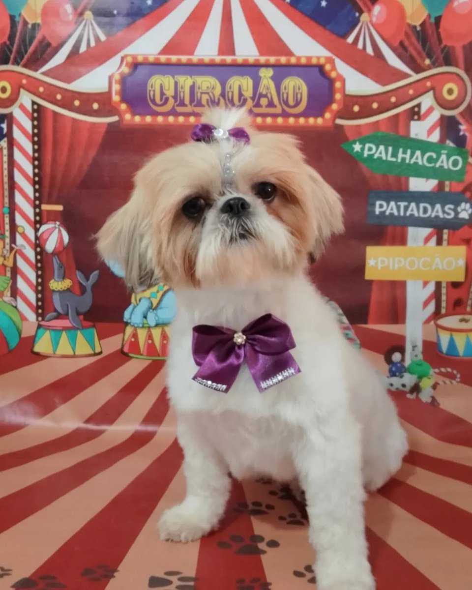 Estética animal, thawane oliveira