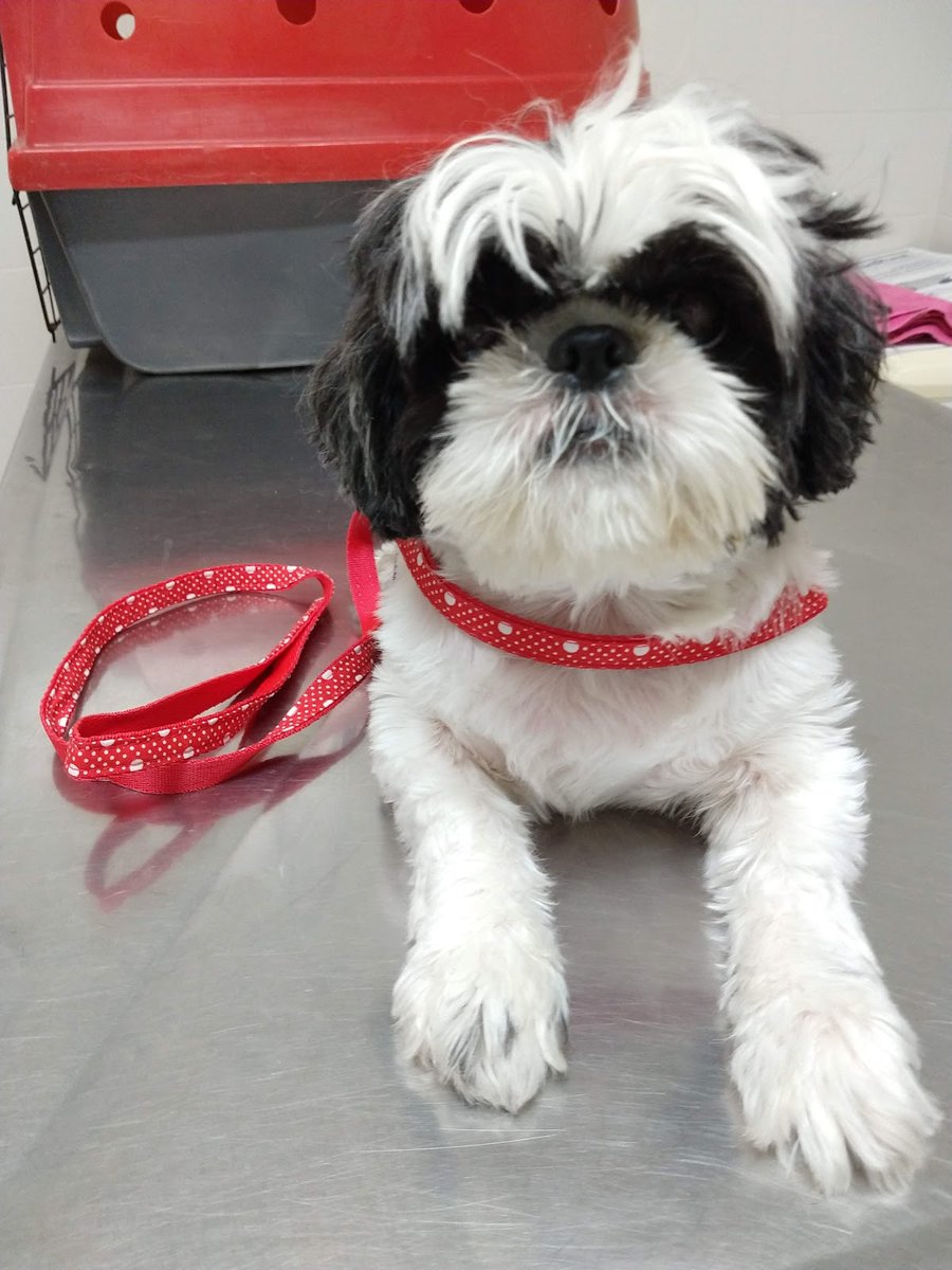 Veterinária Mte. Kemel